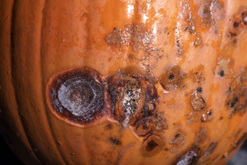 Similar-looking spots can have different causes