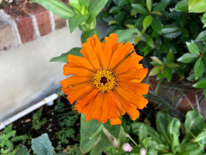 Single-Flowered Zinnia Single-Flowered Zinnia