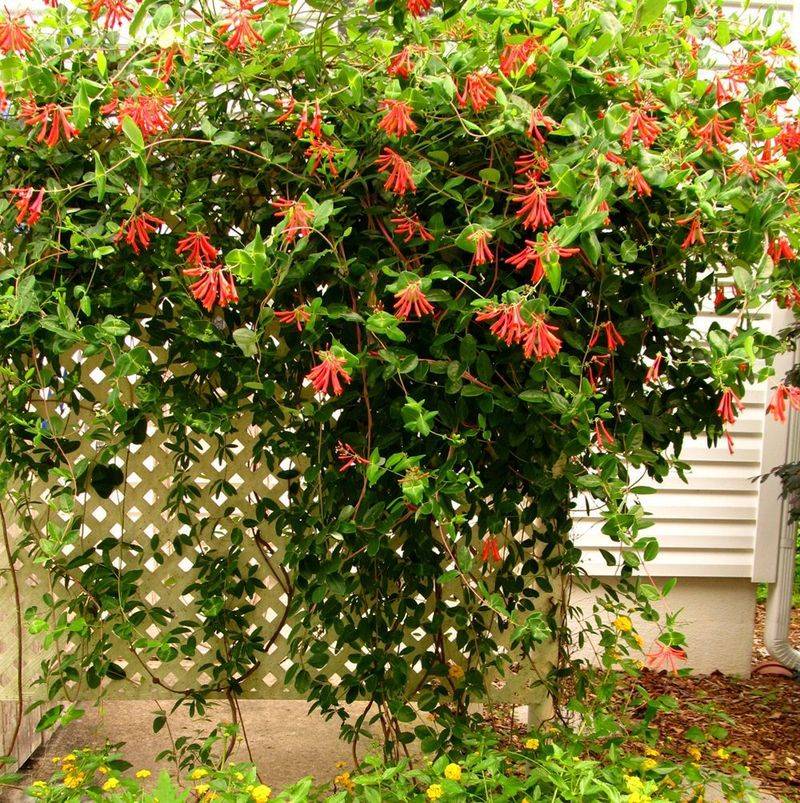 Site the Vine for Sun and Soil That Will Not Stay Dry Site the Vine for Sun and Soil That Will Not Stay Dry