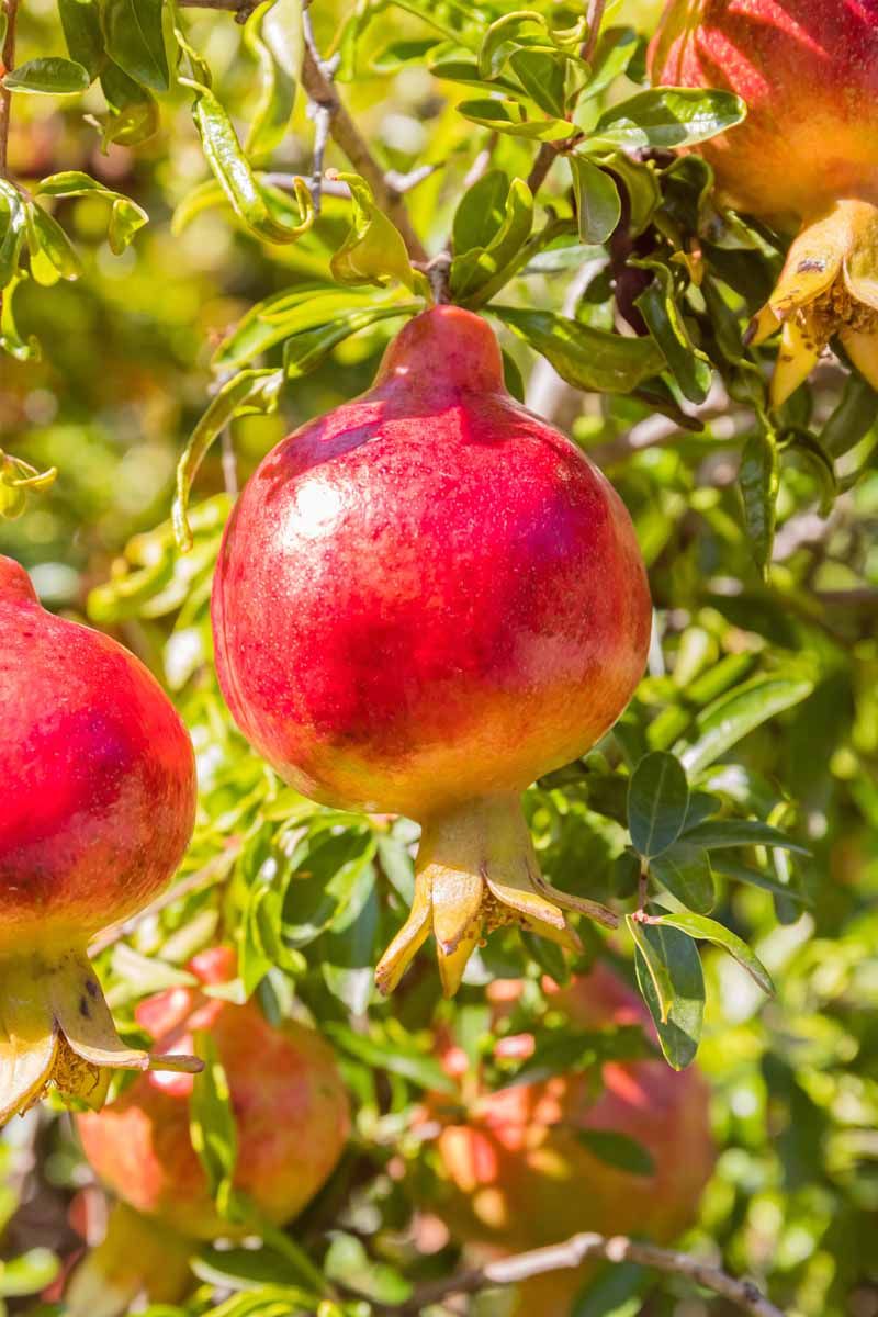 Skin Color and Texture on Pomegranates