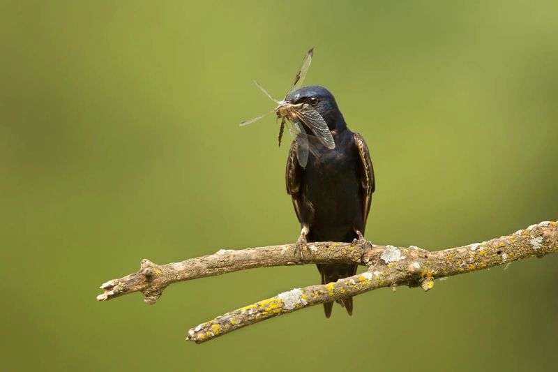 Skip Routine Yard-Wide Insect Sprays