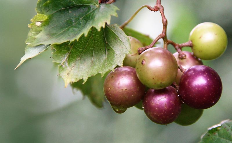 Skip late-fall fertilizer and follow soil-test timing