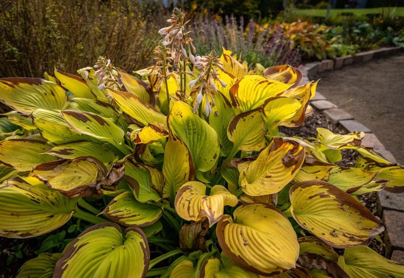 Skip late fertilizer and set a realistic spring goal