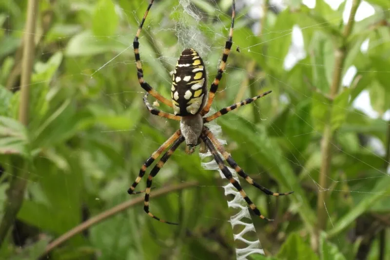 Skip spider sprays and keep webs where they fit Skip spider sprays and keep webs where they fit