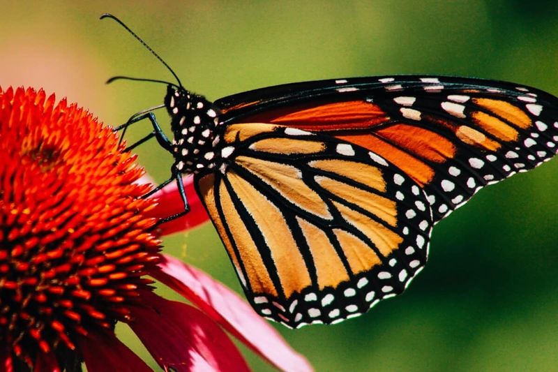 Skip the Pesticide Spray This Season