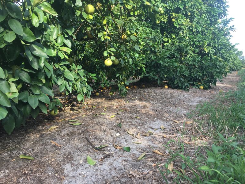 Skirts Lifted and Fallen Fruit Cleared