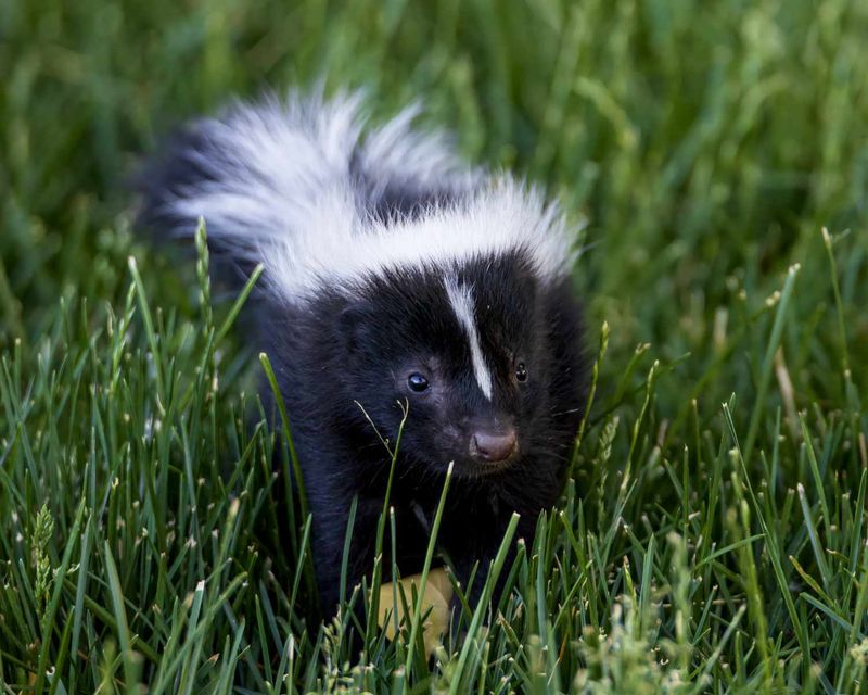 Skunks Skunks