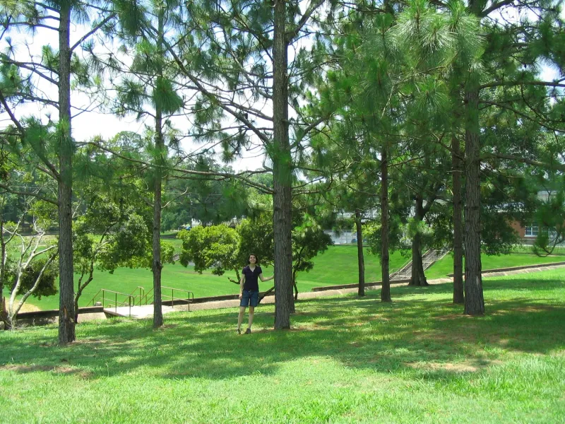 Slash Pine