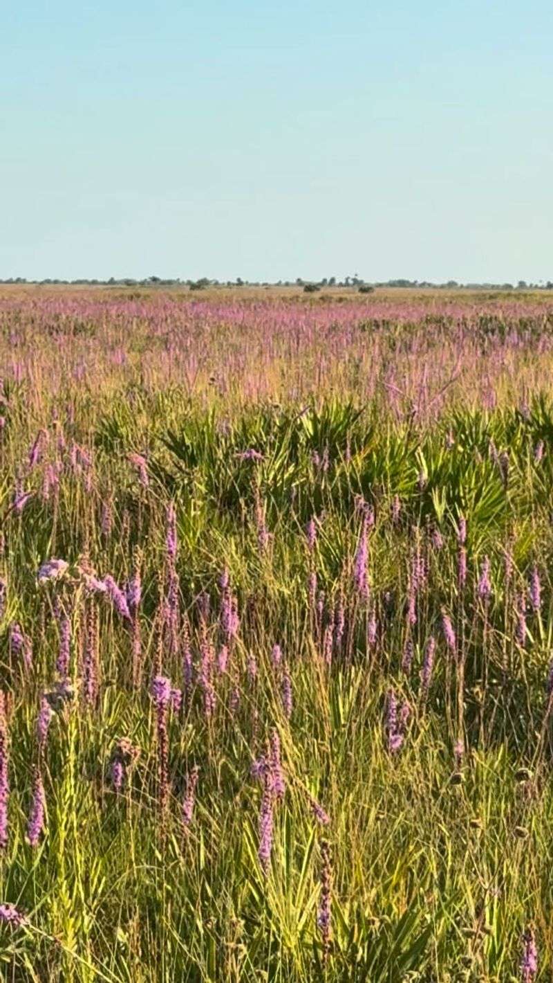 Slender Blazing Star