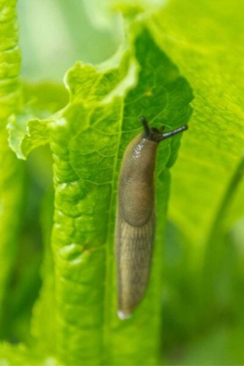 Slug consumption does not establish garden pest control Slug consumption does not establish garden pest control