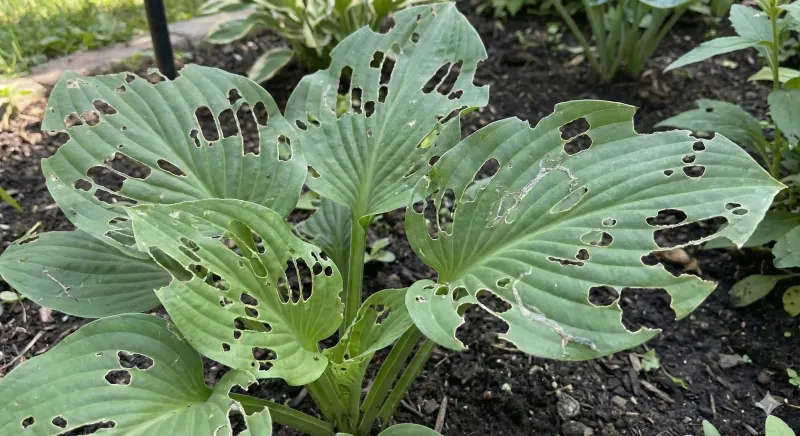 Slug damage leaves clues