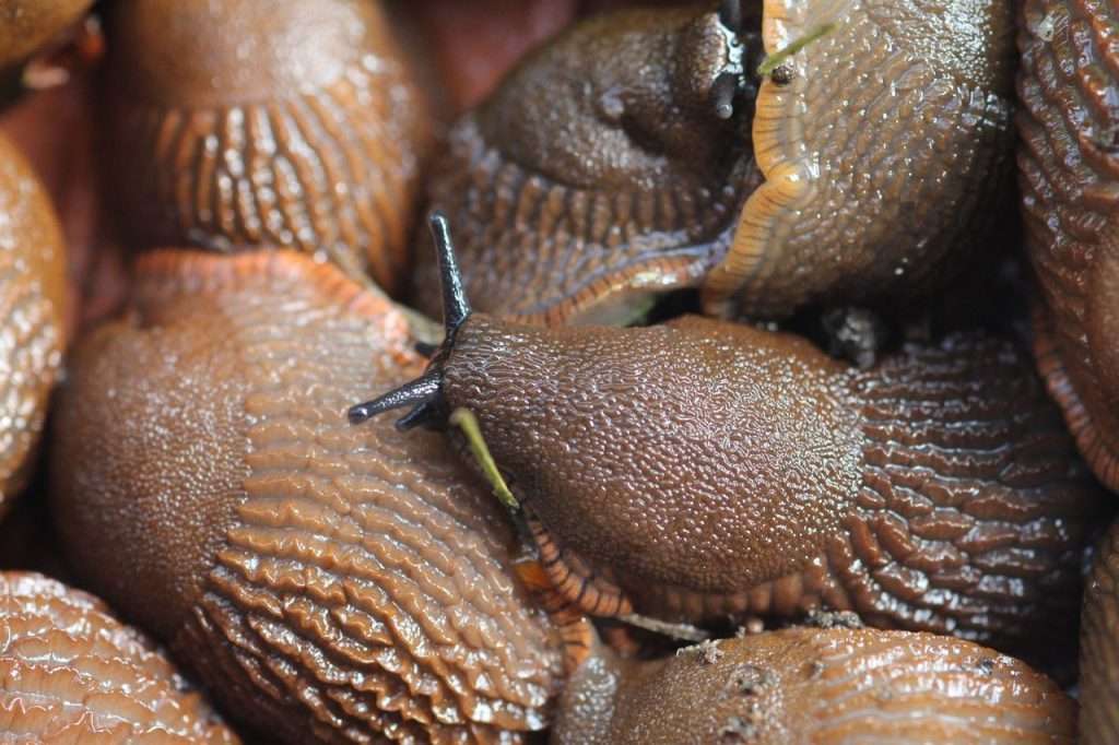 Slugs and snails are on the menu—but control is not guaranteed Slugs and snails are on the menu—but control is not guaranteed