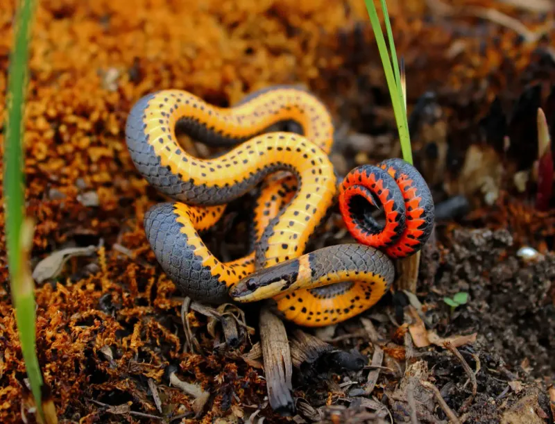 Slugs are on one prey list, not a proven control plan