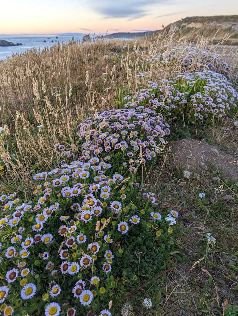 Small Perennials Such as Seaside Daisy Small Perennials Such as Seaside Daisy