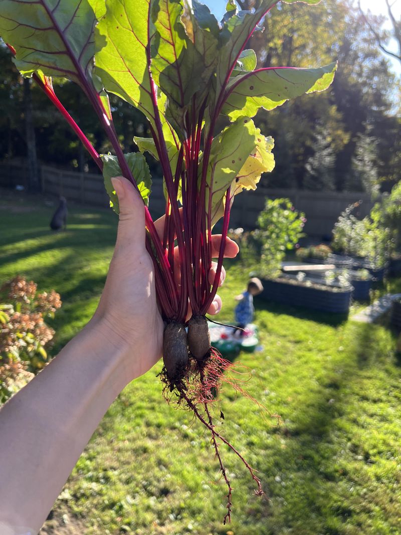 Small roots have more than one possible cause Small roots have more than one possible cause