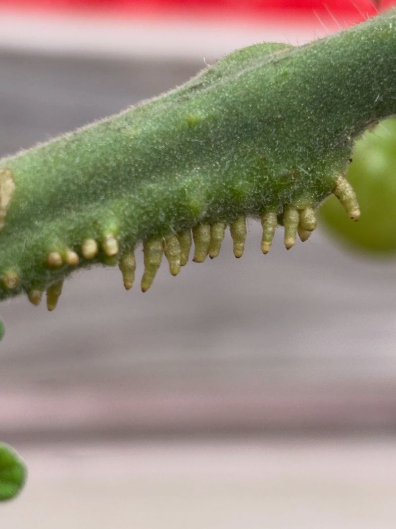 Small stem bumps may be harmless root initials Small stem bumps may be harmless root initials
