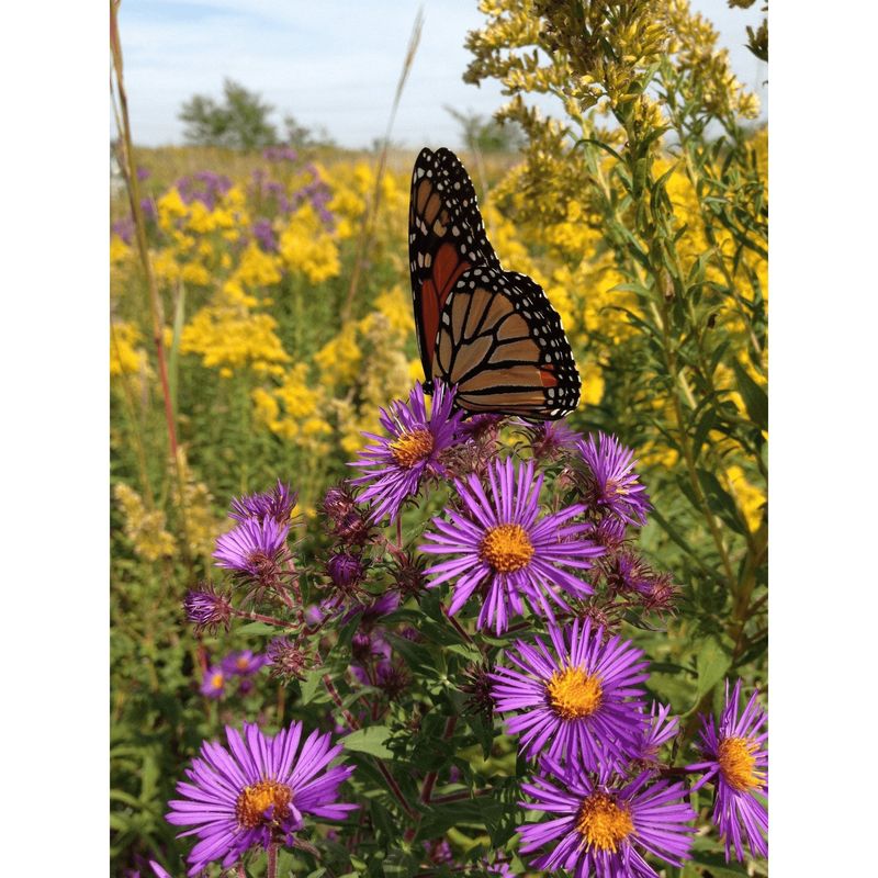 Smooth Aster Smooth Aster