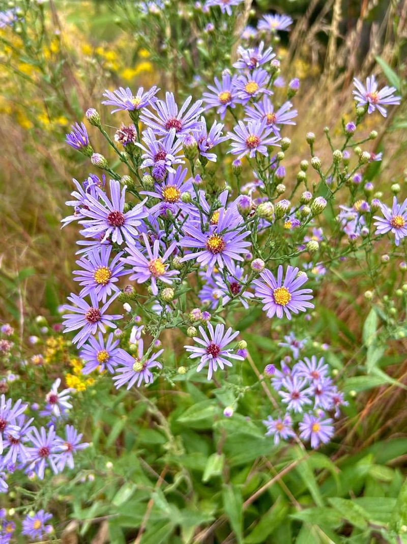 Smooth Blue Aster