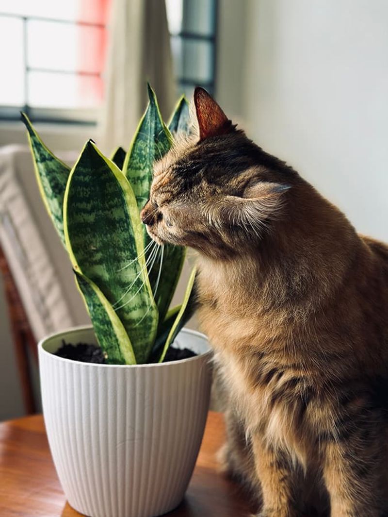 Snake Plant
