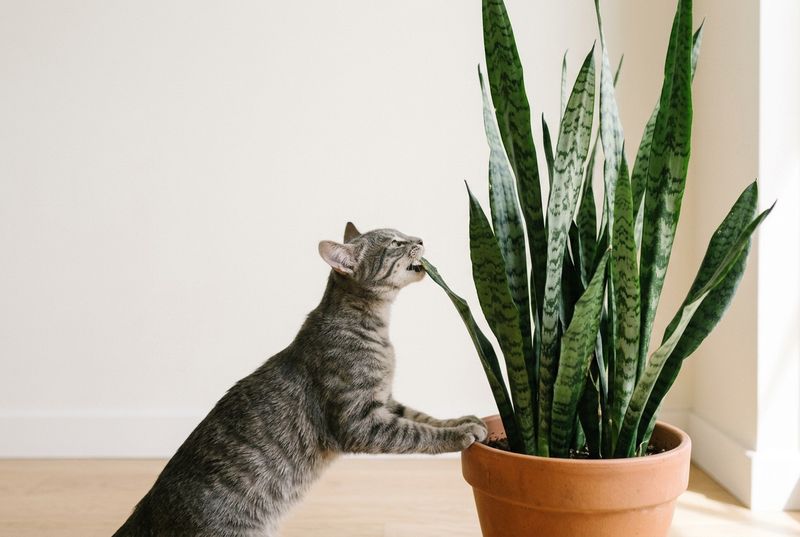 Snake Plant