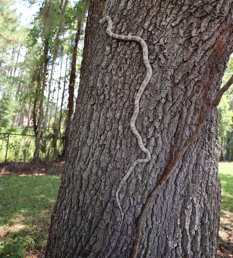 Snake sightings may point to nearby rodents, but prove nothing Snake sightings may point to nearby rodents, but prove nothing