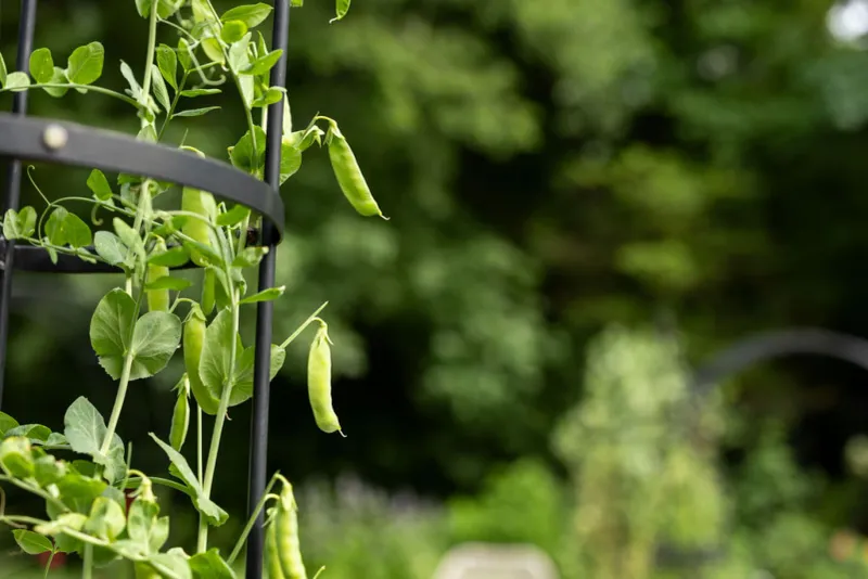 Snap Peas
