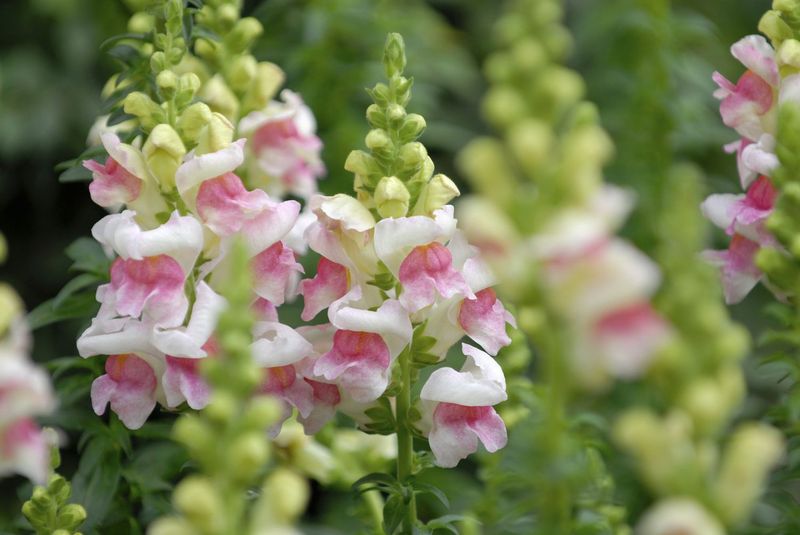 Snapdragons Snapdragons