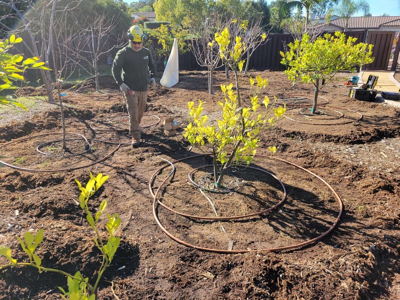 Soak dry soil slowly across the root zone