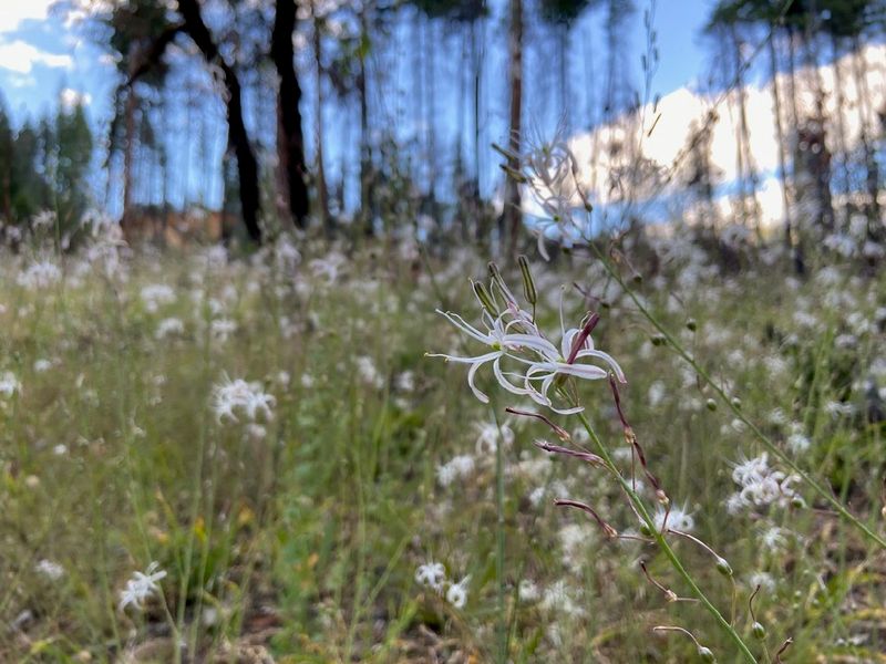 Soap Plant (Chlorogalum pomeridianum) Soap Plant (Chlorogalum pomeridianum)