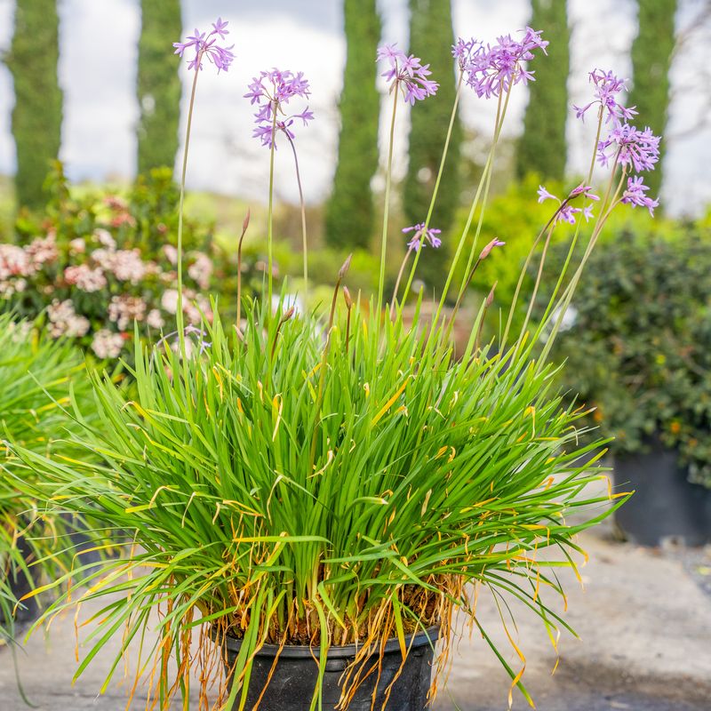 Society Garlic (Tulbaghia violacea) Society Garlic (Tulbaghia violacea)