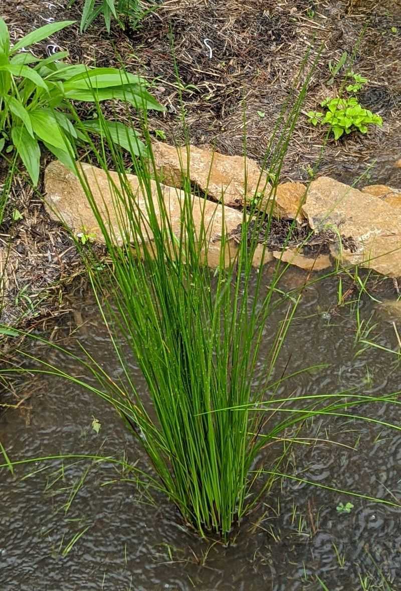 Soft Rush (Juncus effusus) Soft Rush (Juncus effusus)