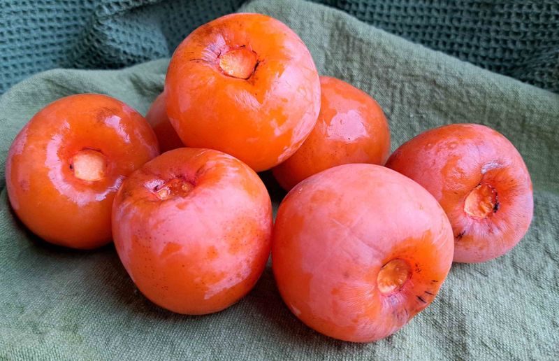 Soft fruit—not frost—signals ripeness Soft fruit—not frost—signals ripeness