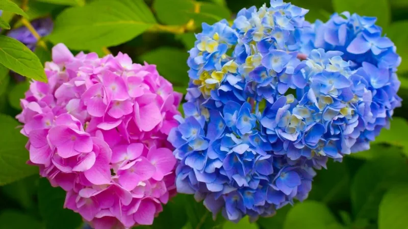 Soil pH affects color through aluminum availability
