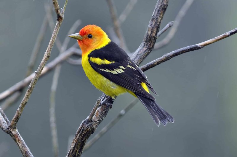 Some Western Tanagers Winter in California