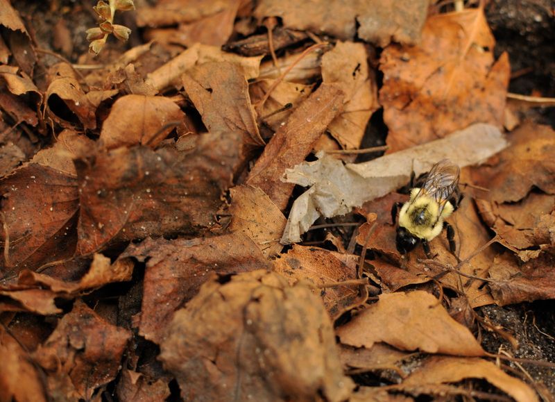 Some bumblebee queens use leaf litter; most native bees do not