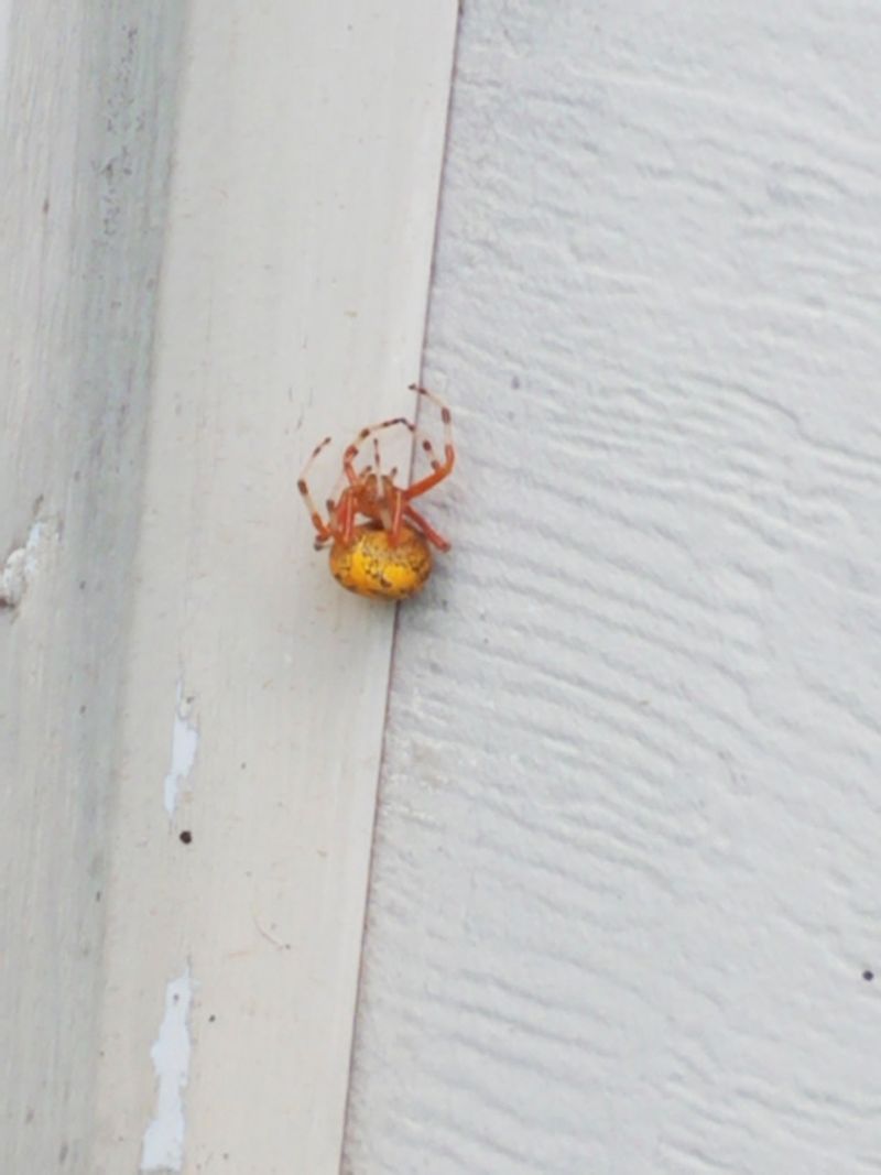 Some egg sacs carry spiderlings through winter Some egg sacs carry spiderlings through winter