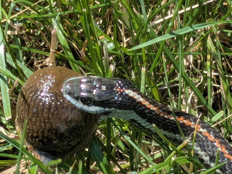 Some garter snakes eat slugs, but diets vary