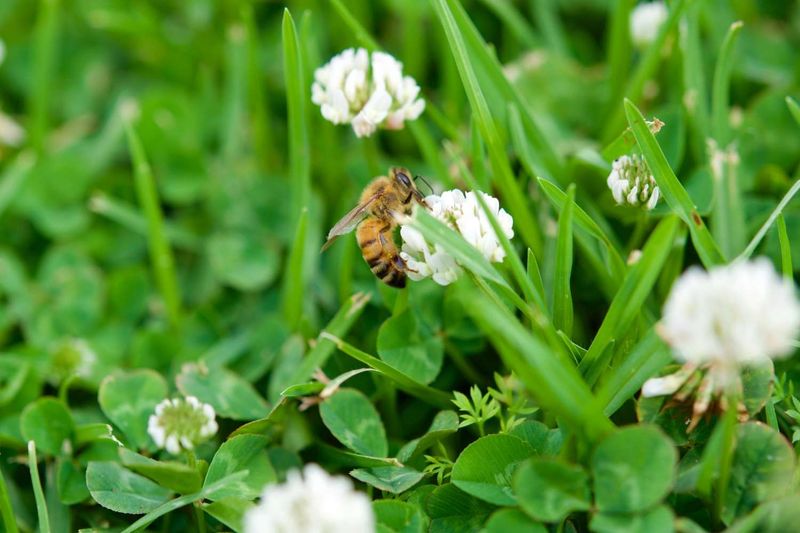 Some homeowners may choose to keep the clover