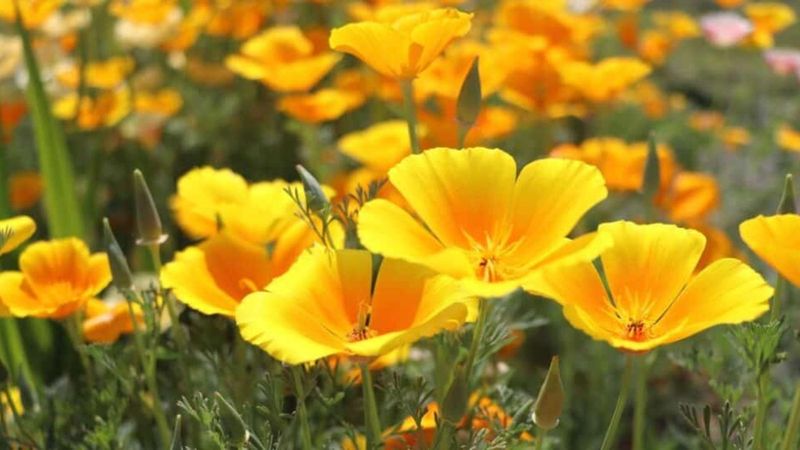 Some maintained flowers and groundcovers can remain