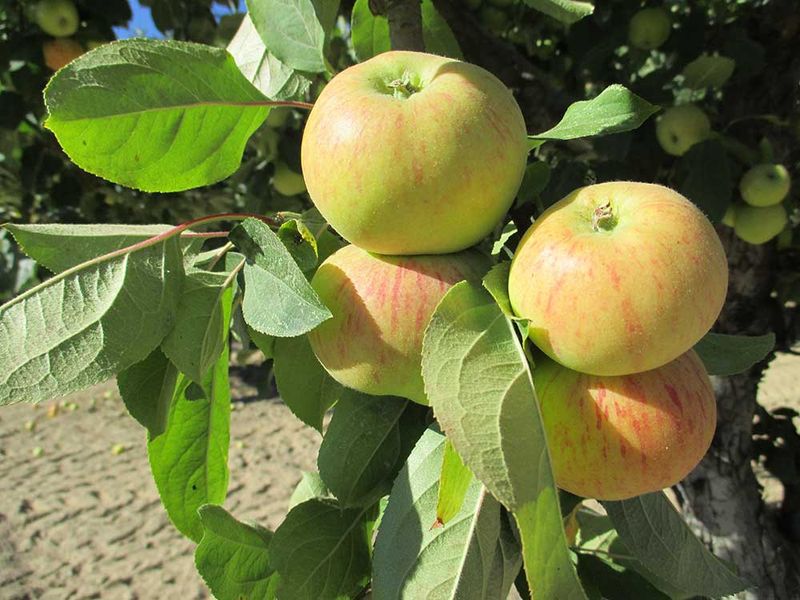 Sonoma County Heirloom Apple Sources