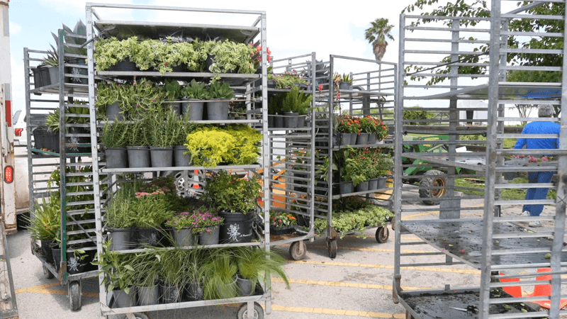 South Texas Botanical Gardens Sale, Corpus Christi