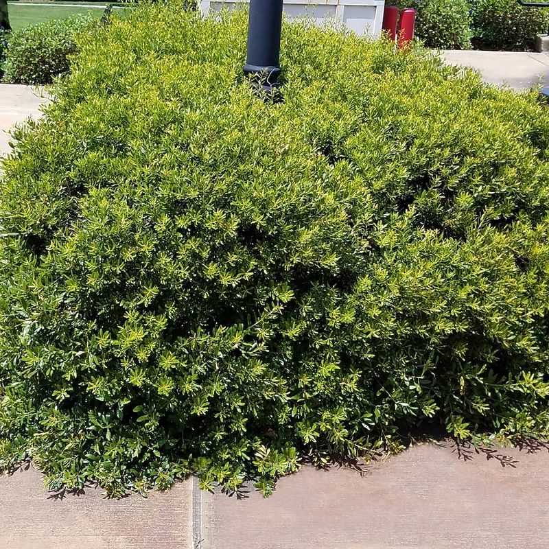 Southern Bayberry Dwarf Form
