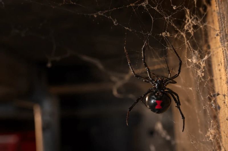 Southern Black Widow