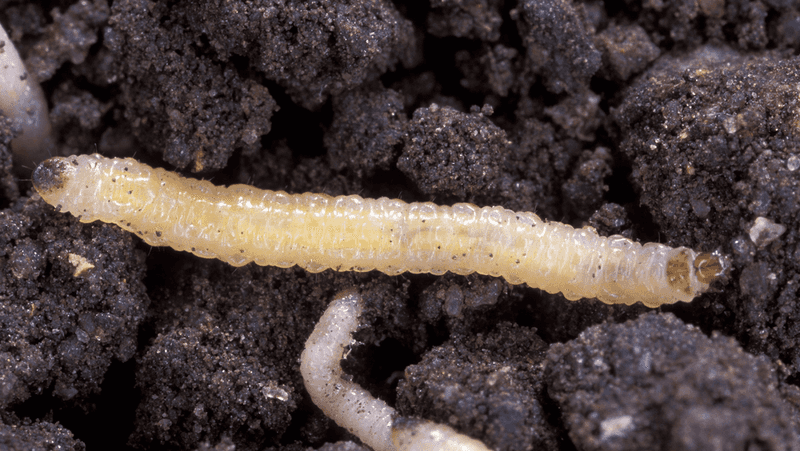 Southern Corn Rootworms Southern Corn Rootworms