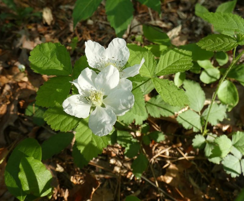 Southern Dewberry
