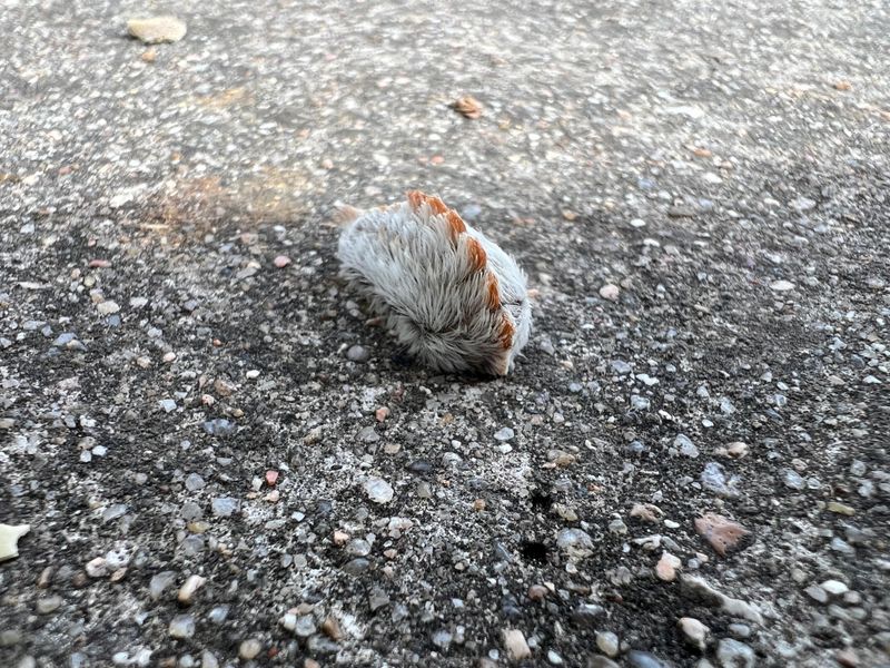 Southern Flannel Moth Caterpillar (Asp)