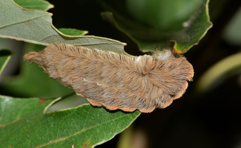 Southern Flannel Moth Caterpillar (Puss Caterpillar)