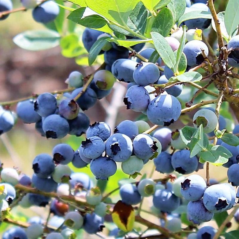 Southern Highbush Blueberry