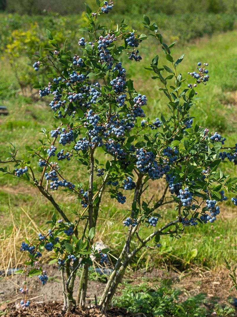 Southern Highbush Blueberry