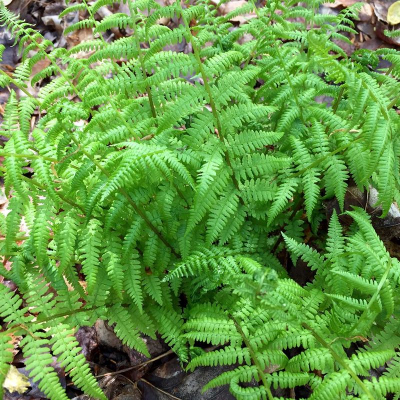 Southern Lady Fern
